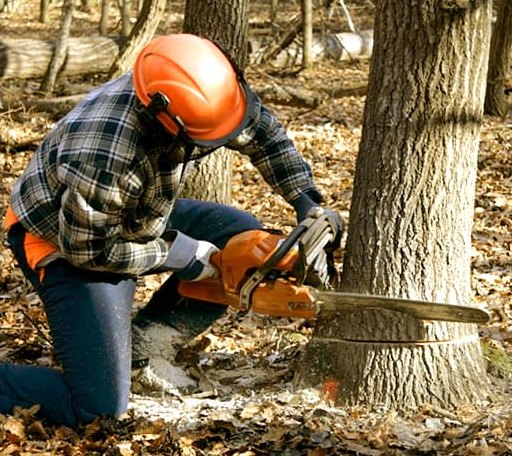 Tree Removal in Kittery Point, ME
